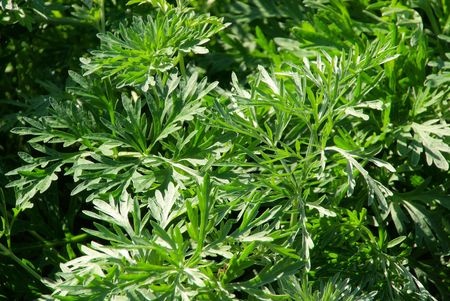 Absinthe Wormwood - Artemisia absinthium