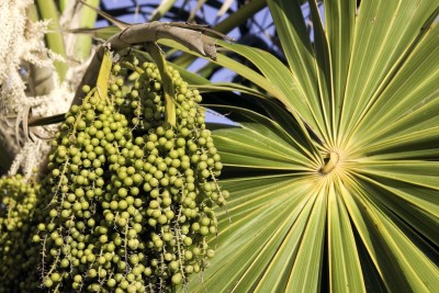 Acai Berry - Euterpe oleracea