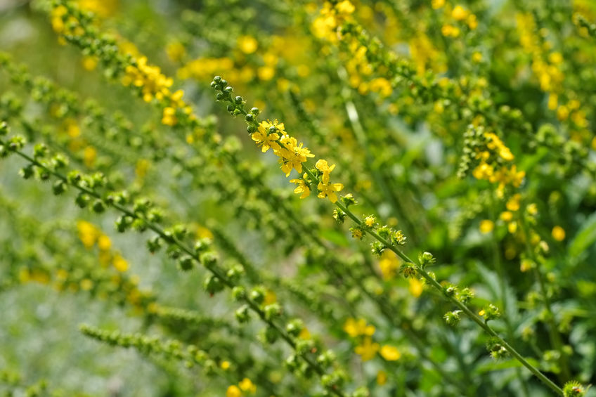 Agrimony - Agrimonia eupatoria