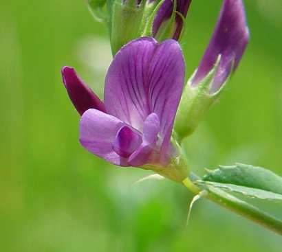 Alfalfa - Medicago sativa