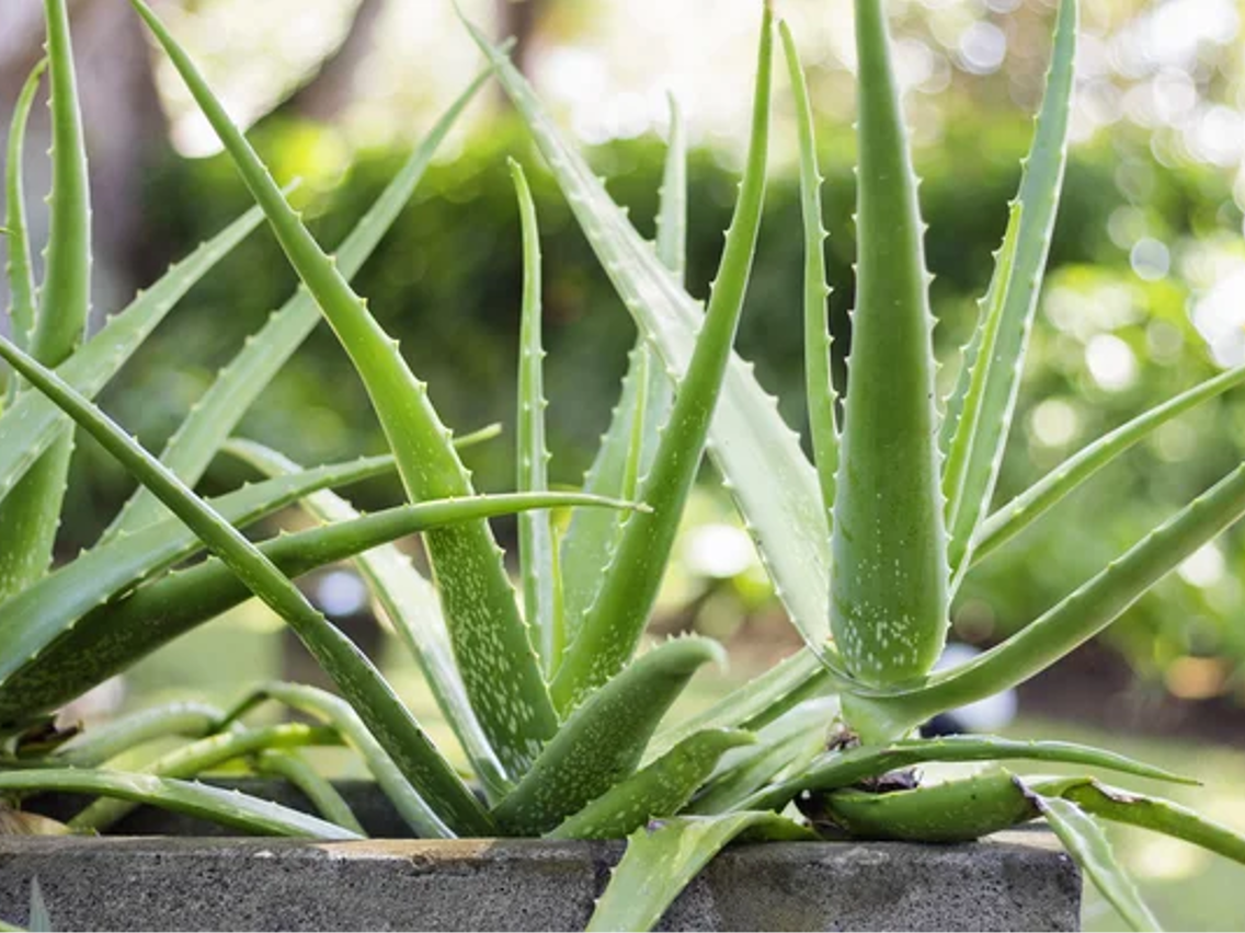 Aloe Vera