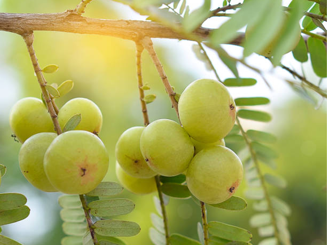 Amalaki - Indian Gooseberry