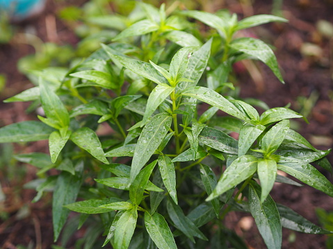 Andrographis paniculata
