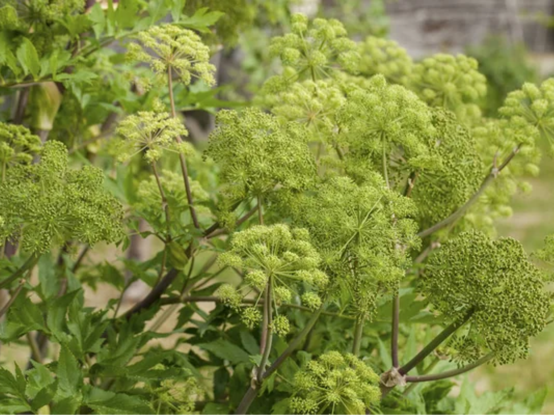 Angelica - Garden Angelica