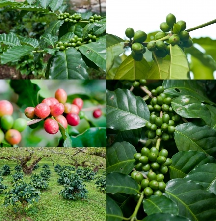 Arabica Coffee Tree