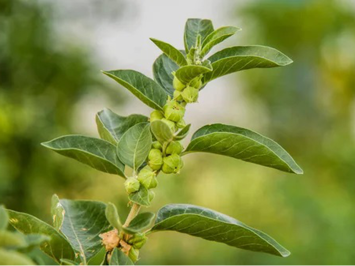 Ashwagandha - Winter Cherry