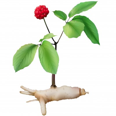 Asian Ginseng - Panax ginseng