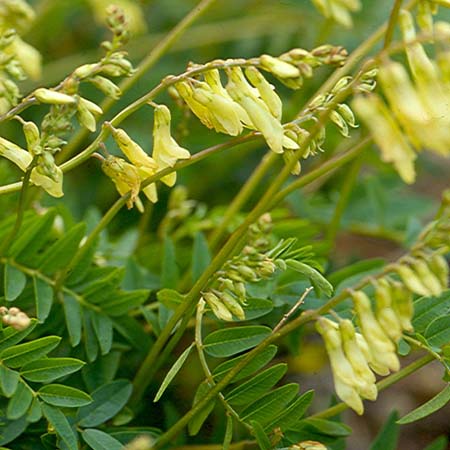 Astragalus membranaceus
