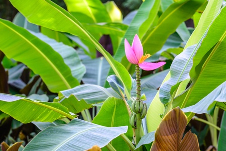 Banana Plant - Musa