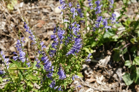 Barbat Skullcap - Scutellaria barbata