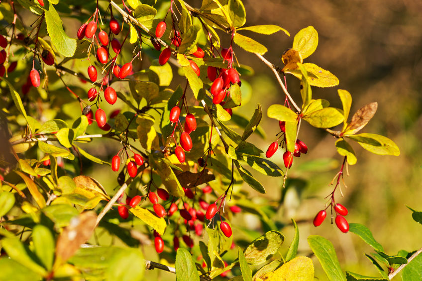 Barberry - Berberis vulgaris