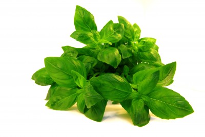 Basil - Ocimum basilicum