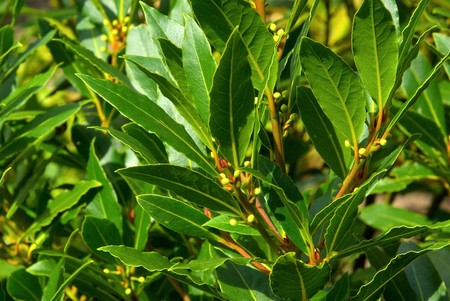 Bay Laurel