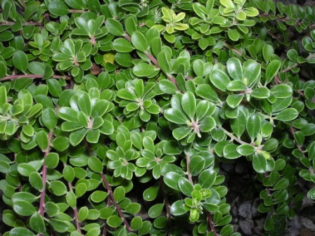 Bearberry - Arctostaphylos uva-ursi