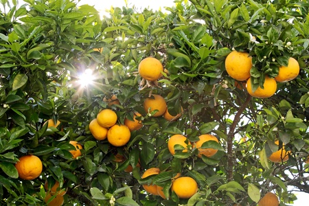 Bitter Orange - Citrus aurantium