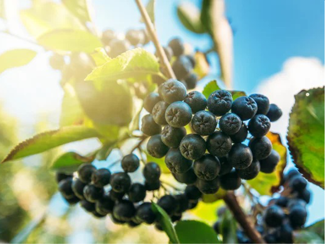 Black Chokeberry - Aronia melanocarpa