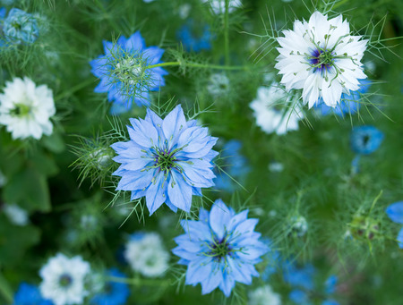 Black Cumin – Nigella sativa