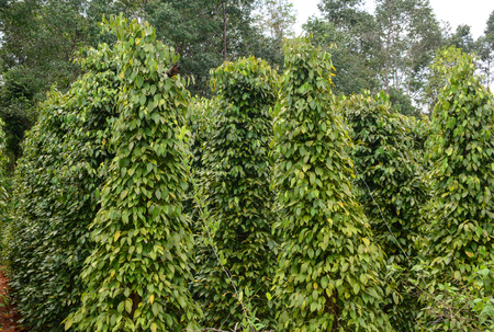 Black Pepper - Piper nigrum
