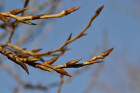 Black Poplar - Populus nigra