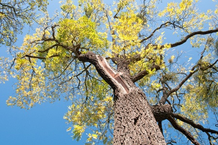 Black Walnut - Juglans nigra