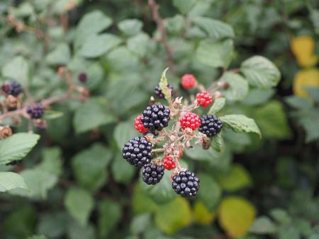 Blackberry - Rubus fruticosus
