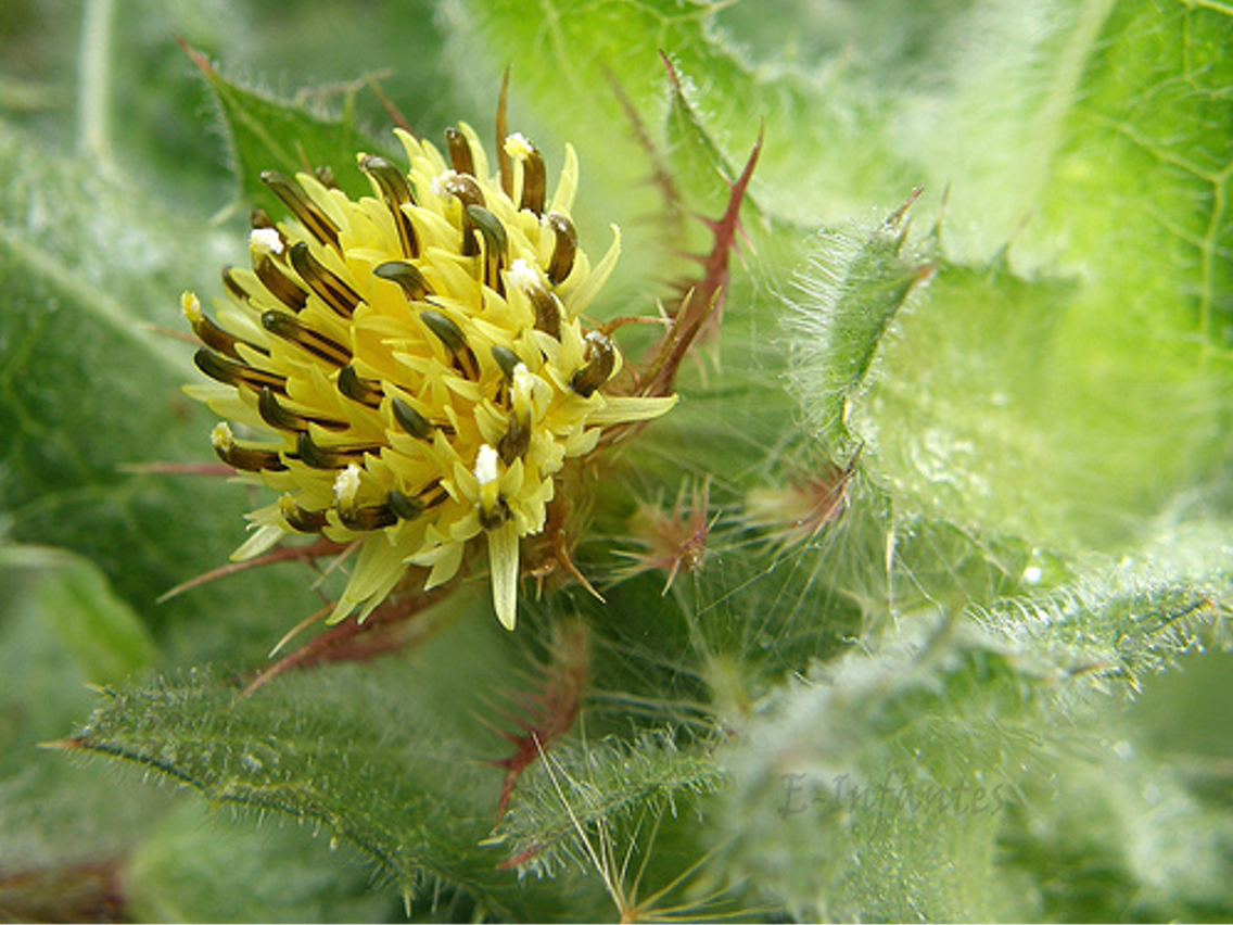 Blessed Thistle - Cnicus benedictus