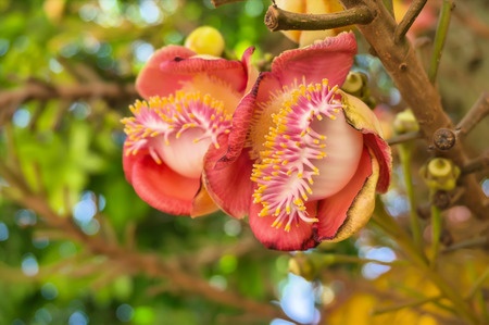 Brazil Nut - Bertholletia excelsa