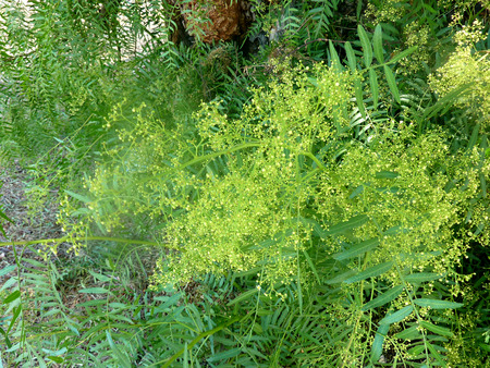 Brazilian Peppertree - Schinus terebinthifolius