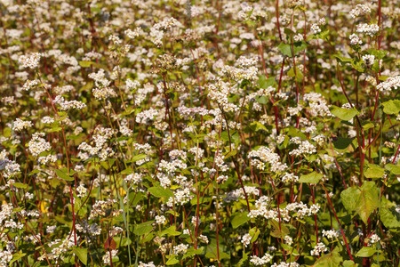 Buckwheat - Fagopyrum sagittatum