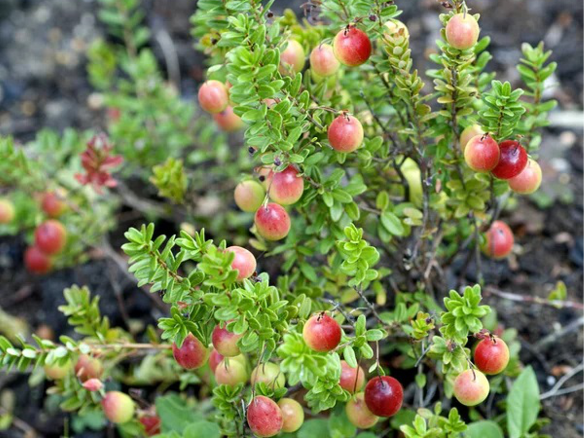 Canadian Cranberry - Vaccinium macrocarpon