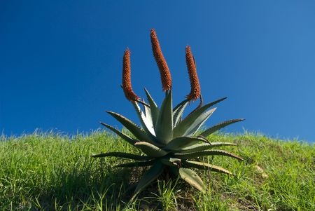 Cape Aloe – Aloe ferox