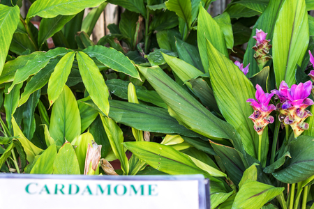 Cardamom - Elettaria cardamomum
