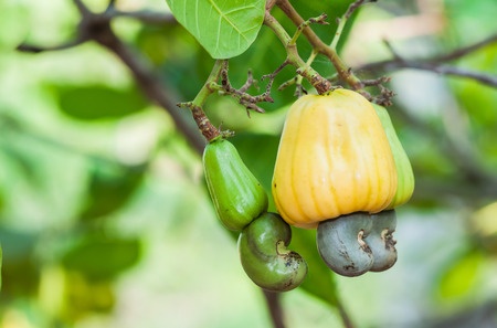 Cashew Nut - Anacardium occidentale