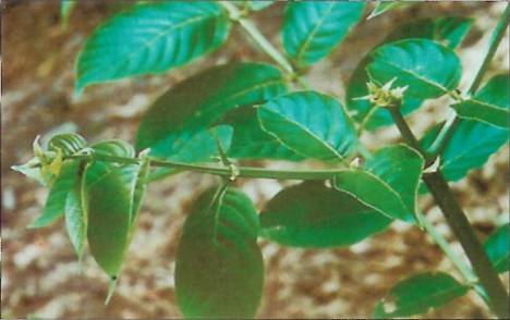Cat's Claw - Uncaria tomentosa