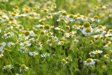 Chamomile - Matricaria chamomilla