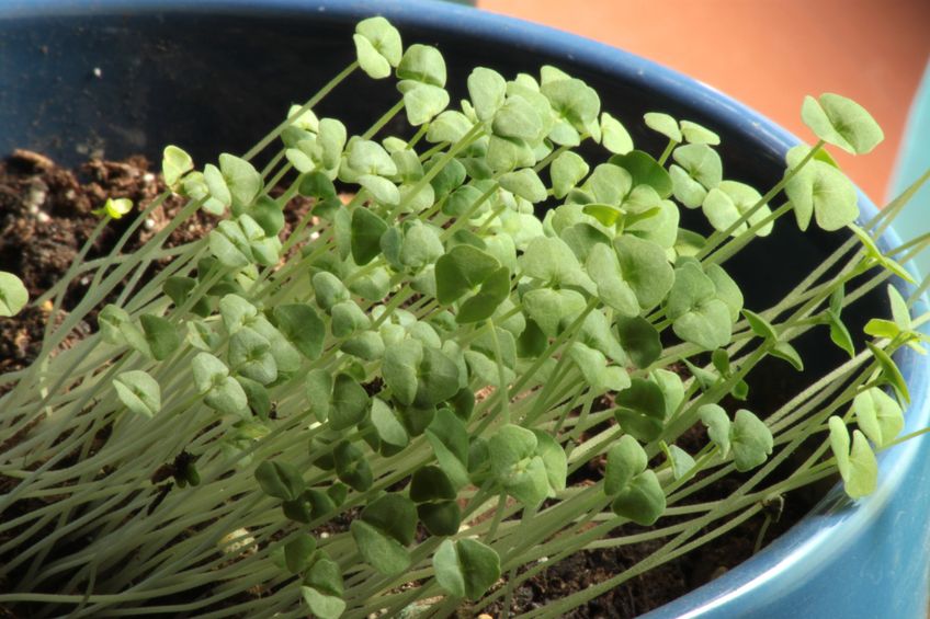 Chia Seeds - Salvia hispanica