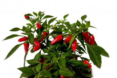 Chili Pepper and Sweet Pepper
