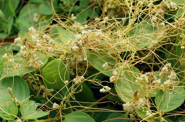 Chinese Dodder - Cuscuta chinensis