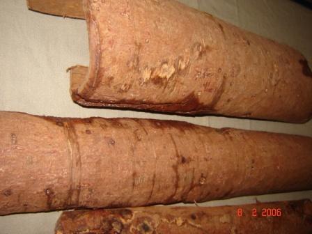 Chuchuhuasi - Maytenus macrocarpa