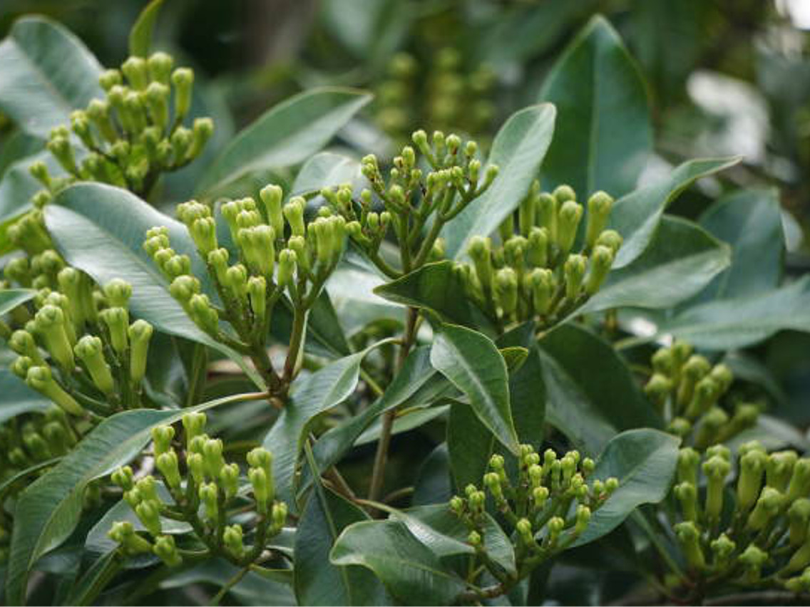 Clove Tree - Syzygium aromaticum