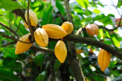 Cocoa Beans - Theobroma cacao