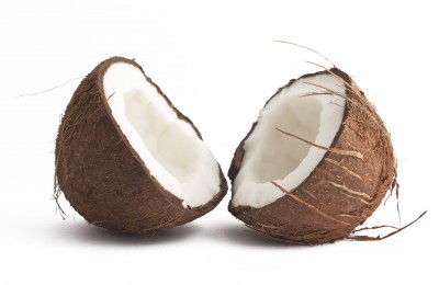 Coconut Palm - Cocos nucifera