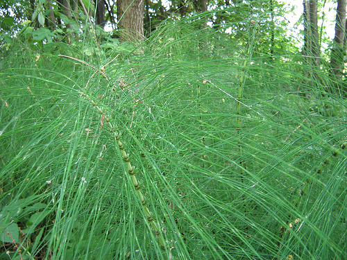 Cola de Caballo – Giant Horsetail