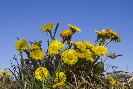 Coltsfoot - Tussilago farfara