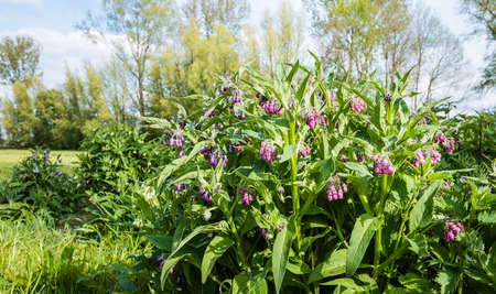 Comfrey - Symphytum officinale