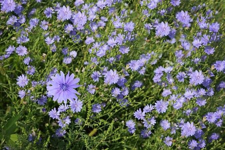 Common Chicory - Cichorium intybus