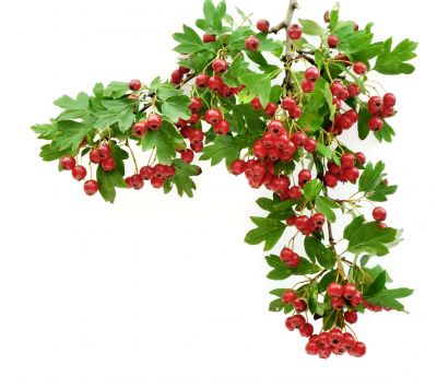 Common Hawthorn - Crataegus laevigata