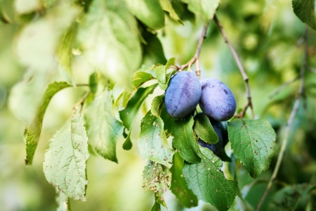 Common Plum - Prunus domestica