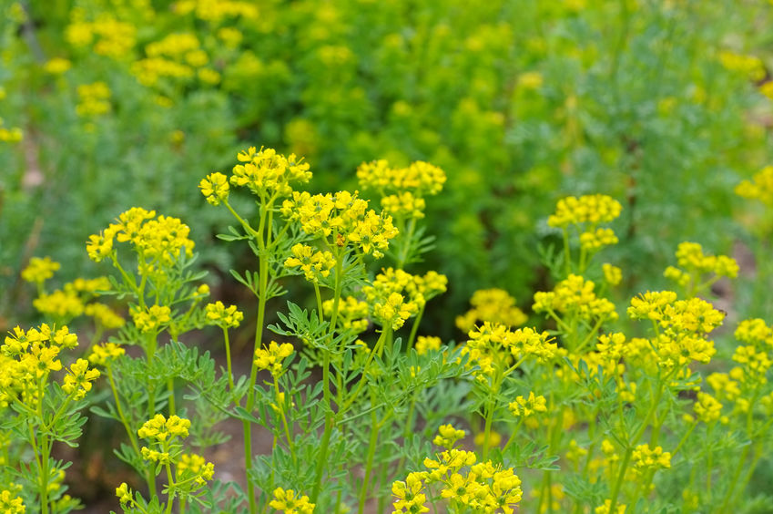 Common Rue - Ruta graveolens