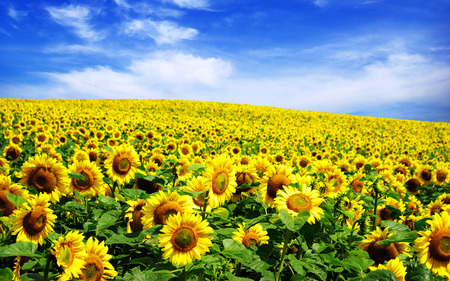 Common Sunflower - Helianthus annuus